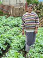 Swarna Hettiarachchi has been a farmer for 35 years and a member of the Women's Coop Ruwaneliya branch since it was first established nine years ago. Her husband and one of her two sons also work on the five-acre family farm, while her other son works on a neighboring farm. They have diversified their crops by cultivating potatoes, carrots, leeks, beets and cabbage. Swarna recently obtained a 100,000 LKR (US$900) loan to expand her potato crop, most of which will be sold as seed to a government potato research center.